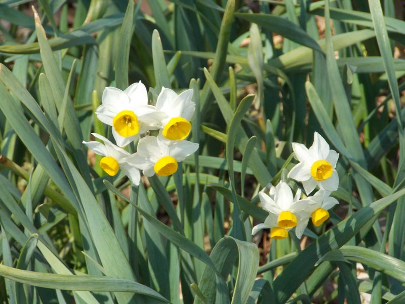 �������̖݂�