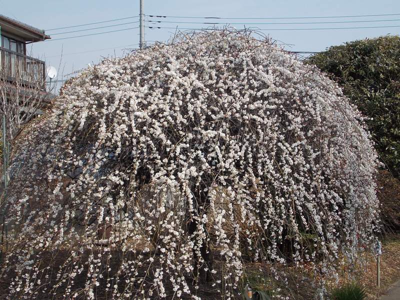 �������̖݂�