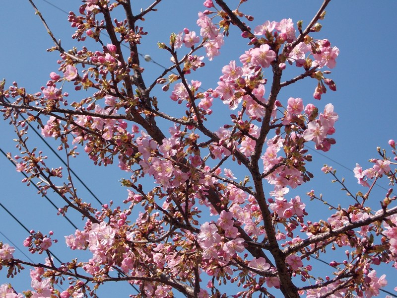 �������̖݂�