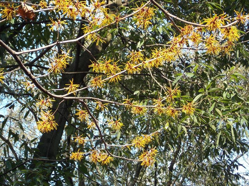 �������̖݂�