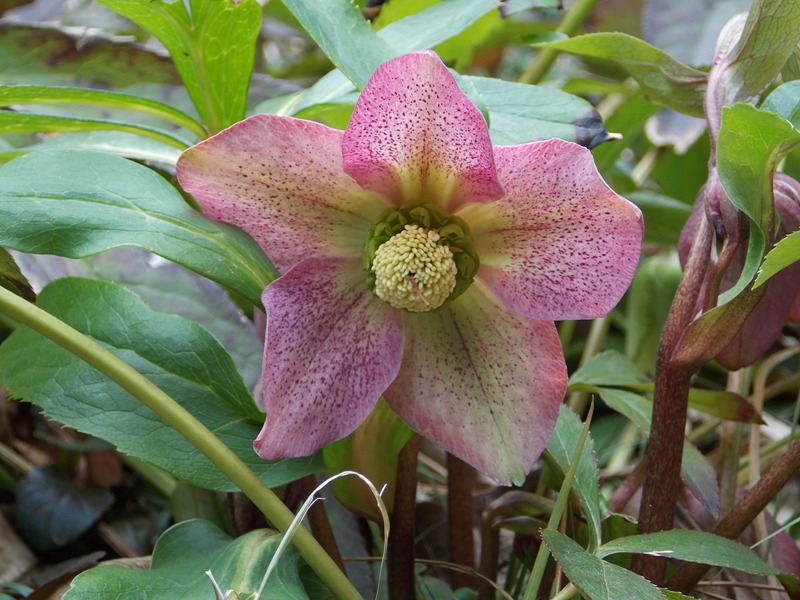 �������̖݂�