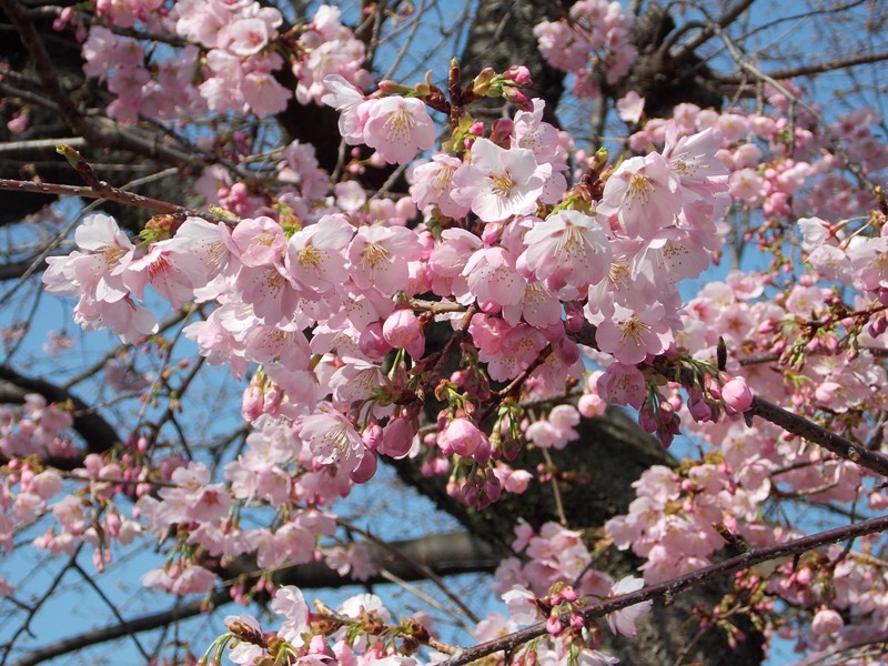 �������̖݂�