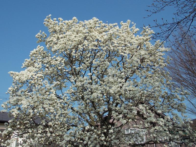 �������̖݂�