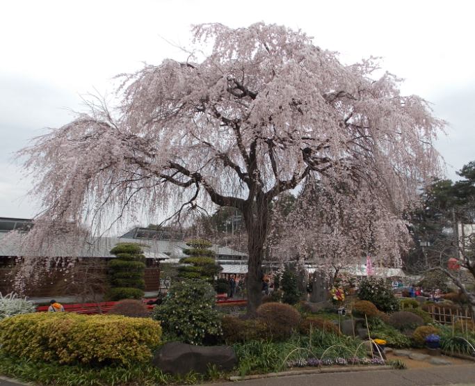 �������̖݂�