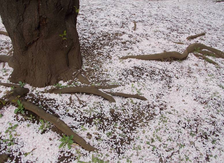 �������̖݂�