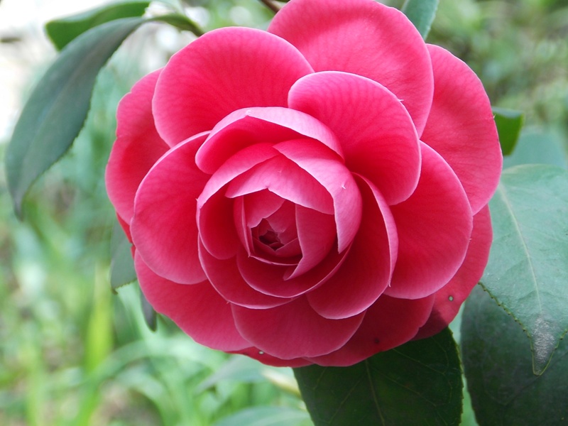 �������̖݂�