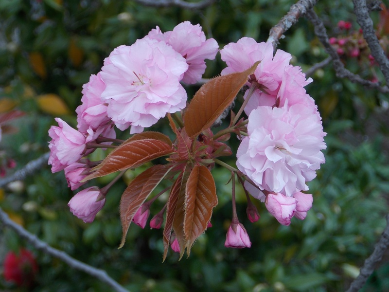 �������̖݂�