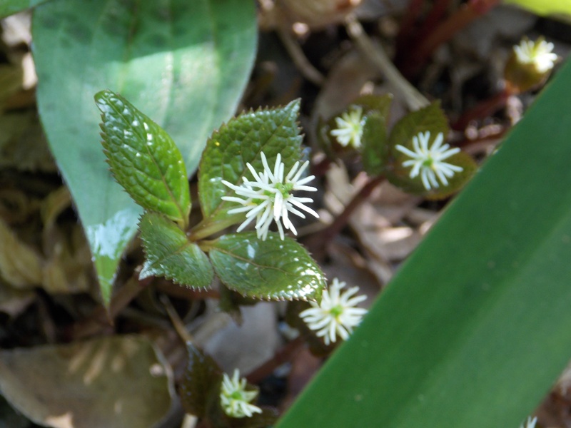 �������̖݂�