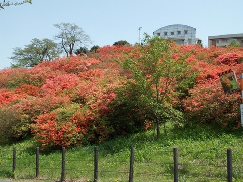 �������̖݂�