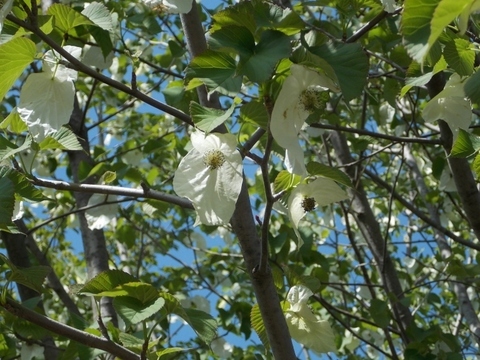 �������̖݂�