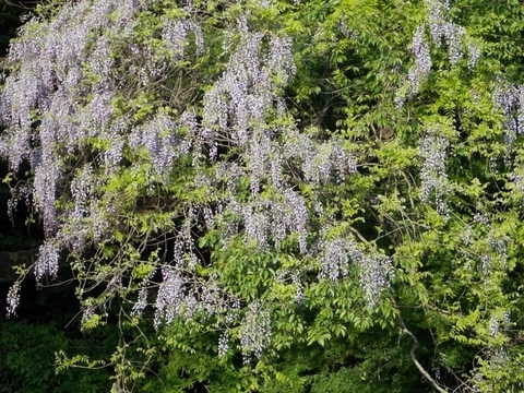 �������̖݂�