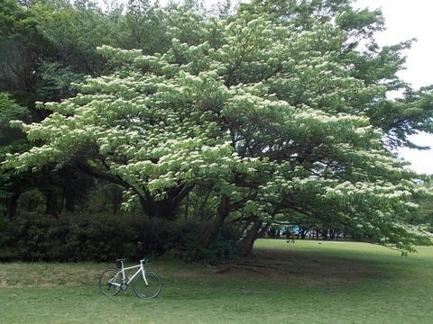 �������̖݂�