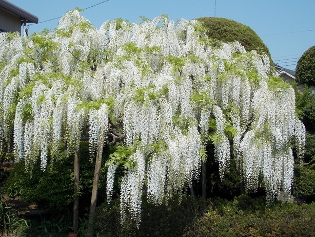 �������̖݂�