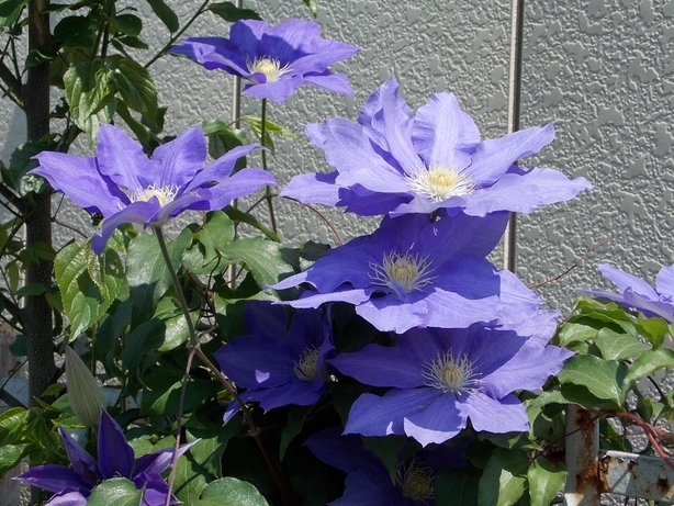 �������̖݂�