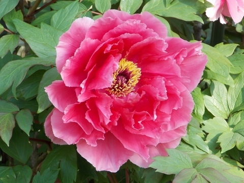 �������̖݂�