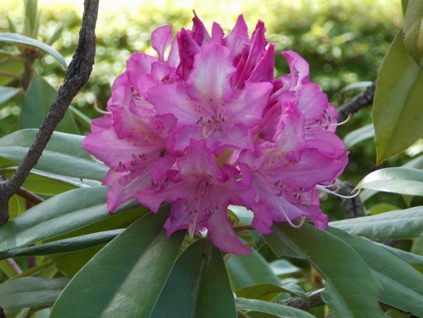 �������̖݂�