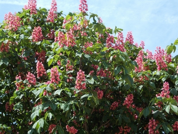 �������̖݂�