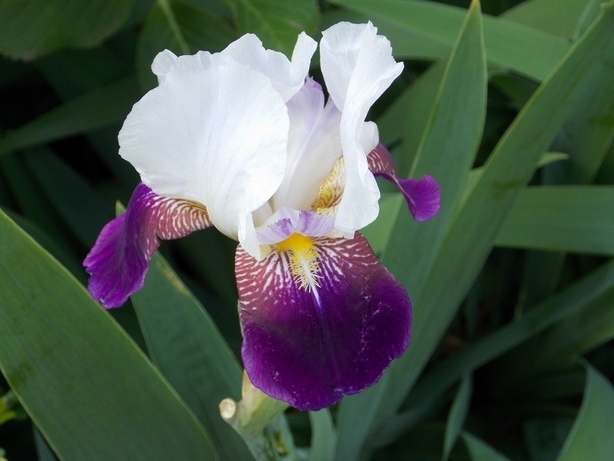 �������̖݂�