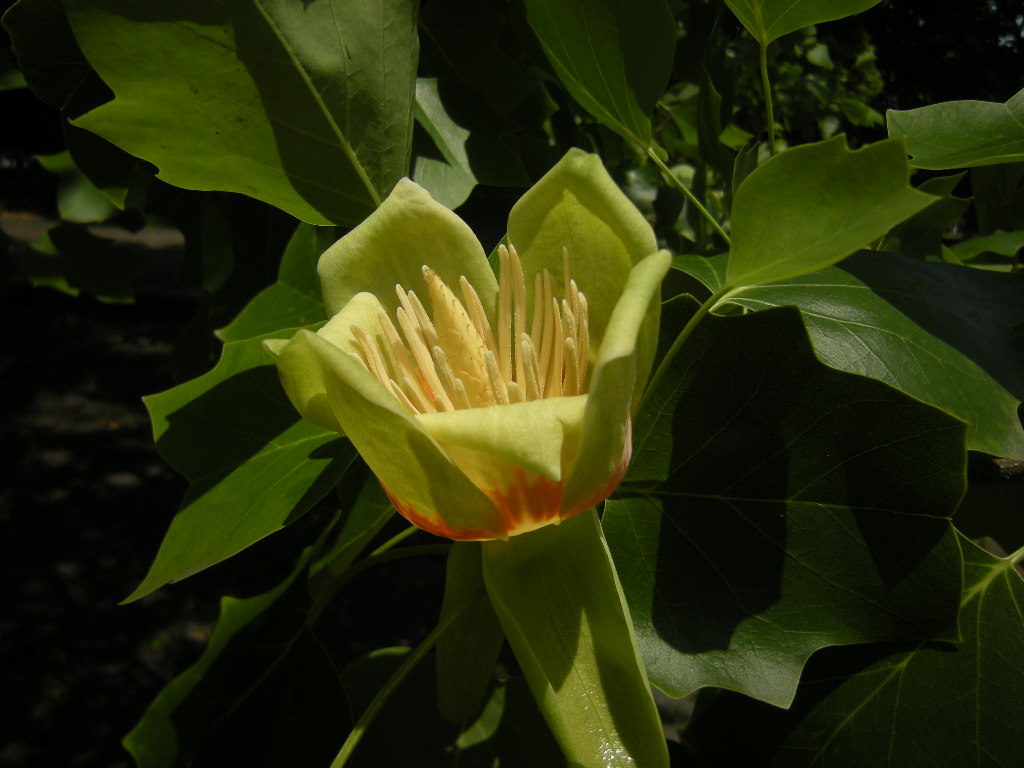 �������̖݂�