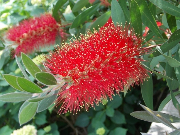 �������̖݂�