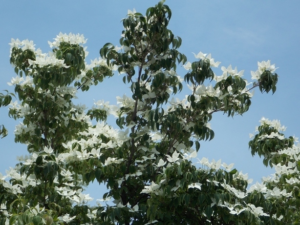 �������̖݂�