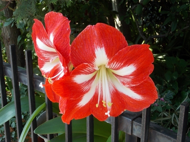 �������̖݂�