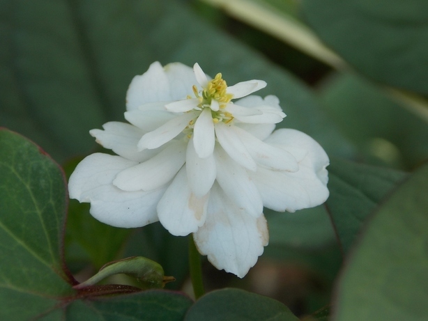 �������̖݂�