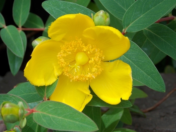 �������̖݂�