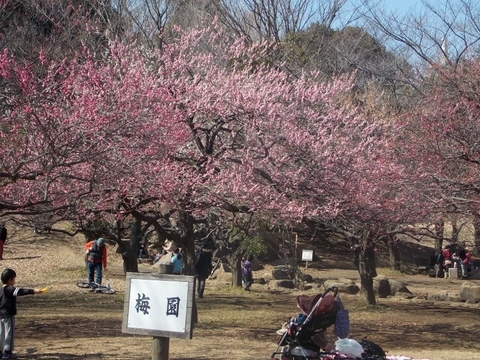 �������̖݂�