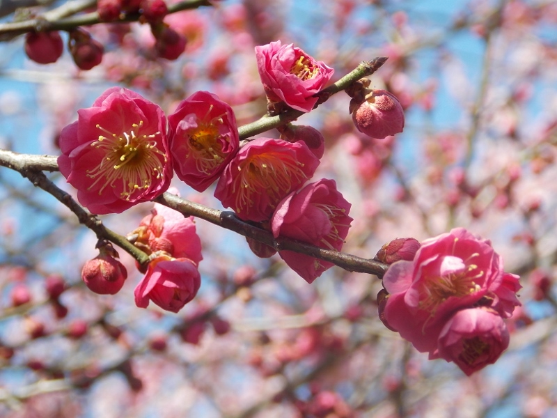 �������̖݂�