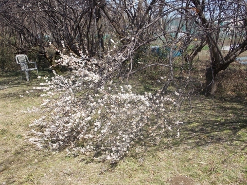 �������̖݂�