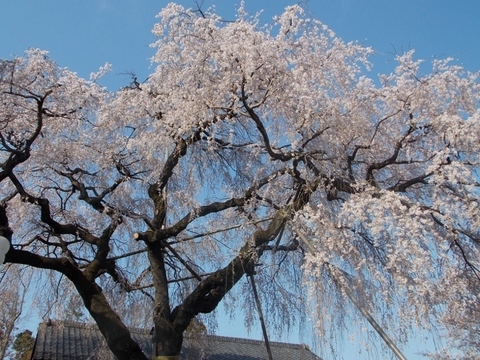 �������̖݂�