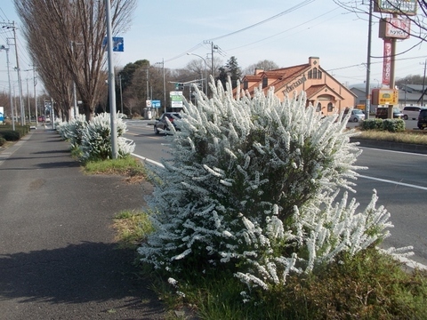 �������̖݂�