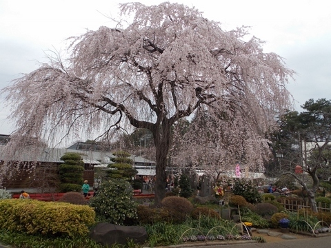 �������̖݂�