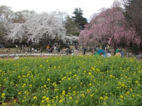 �������̖݂�