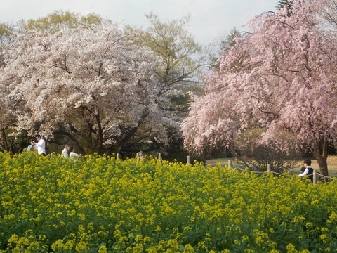 �������̖݂�