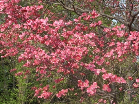 �������̖݂�