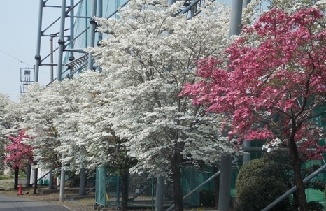 �������̖݂�