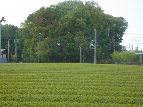 �������̖݂�