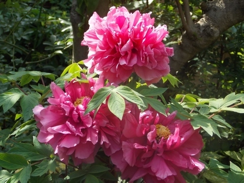 �������̖݂�