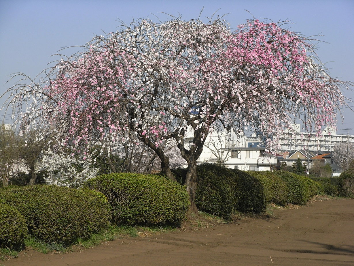 �������̖݂�