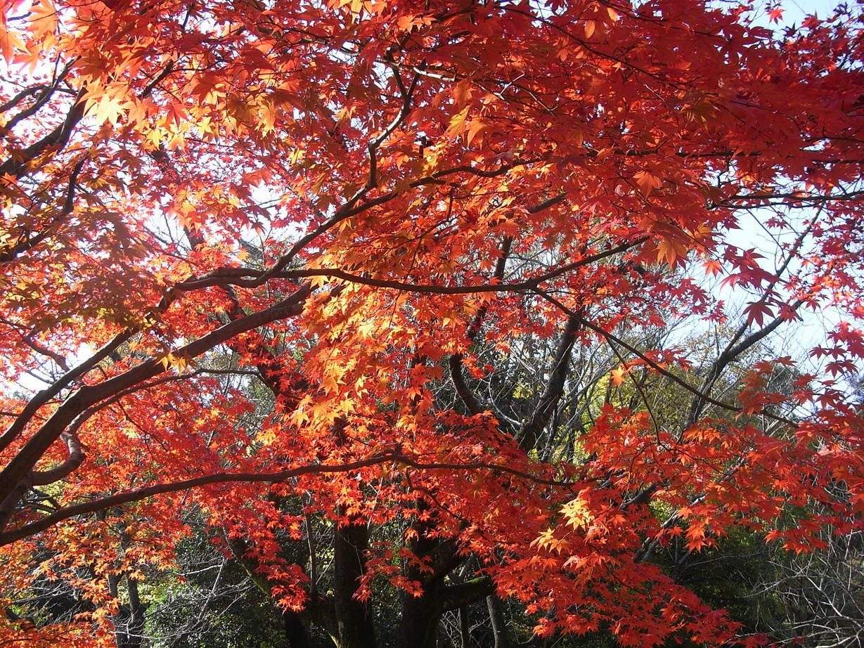 �������̖݂�