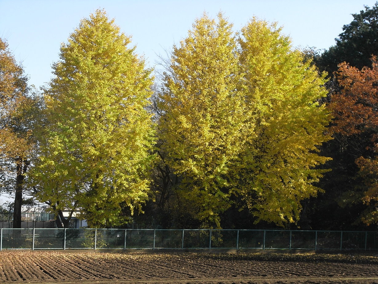 �������̖݂�