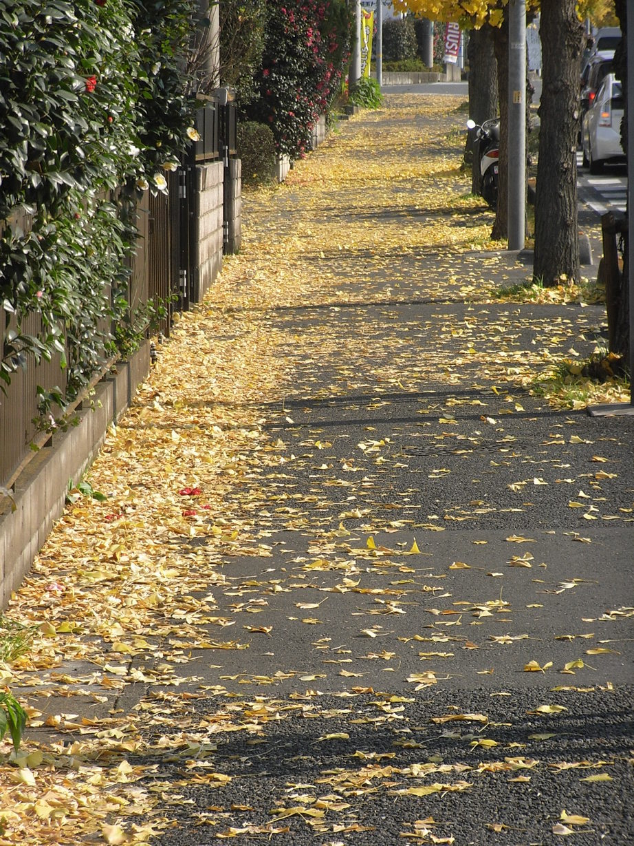 �������̖݂�