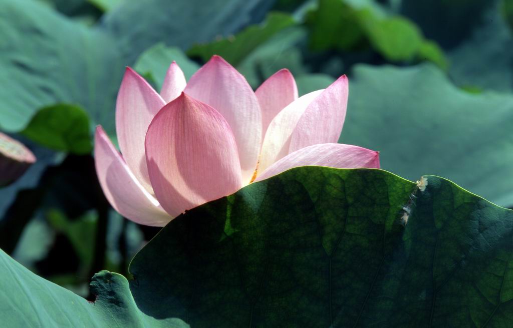 �悤�����i�Ƃ�j�̃y�[�W��