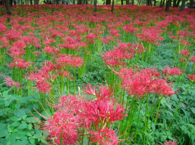 �悤�����i�Ƃ�j�̃y�[�W��