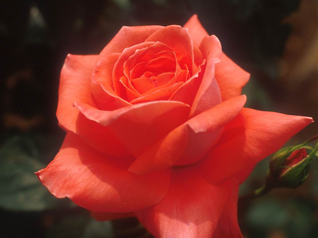 �悤�����i�Ƃ�j�̃y�[�W��