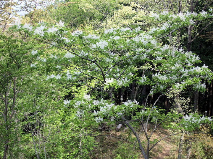 �����u�˂ǂ񂮂�̉�