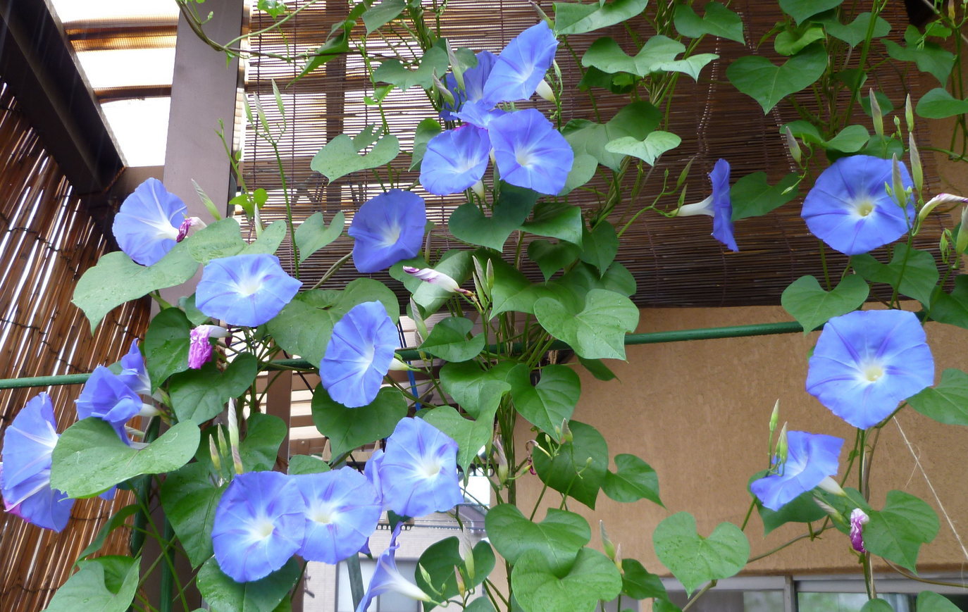 �y�V�эH�[�@�y��