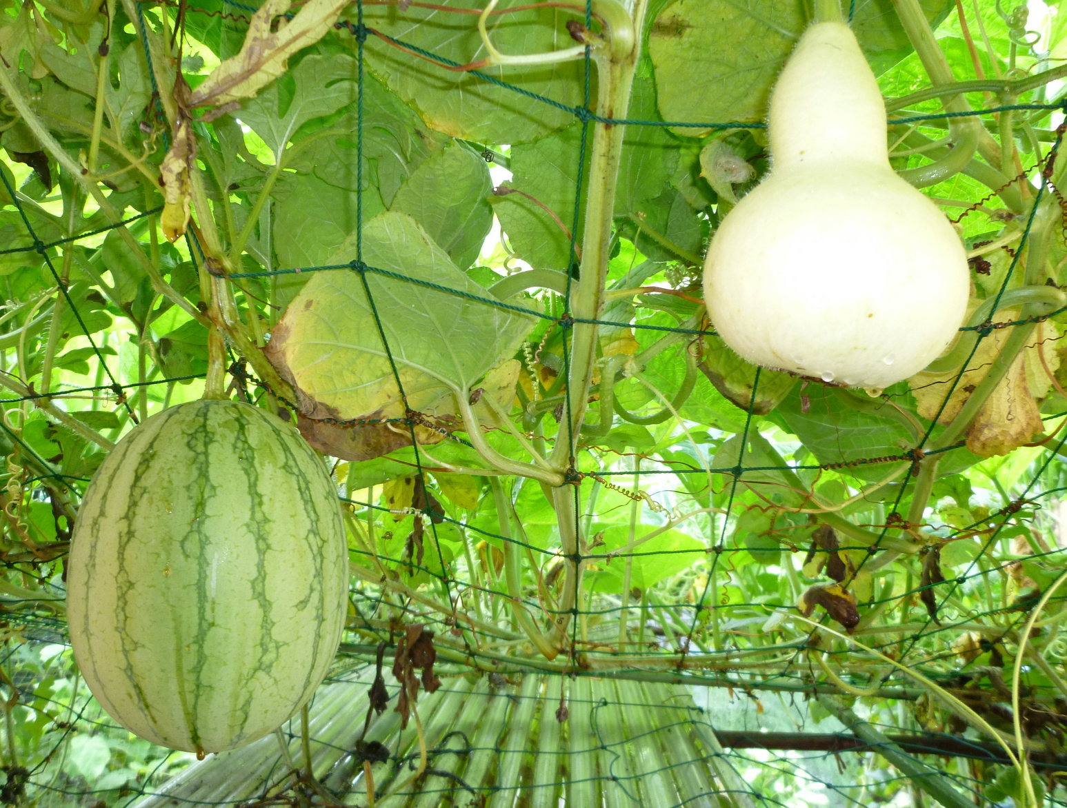 �y�V�эH�[�@�y��